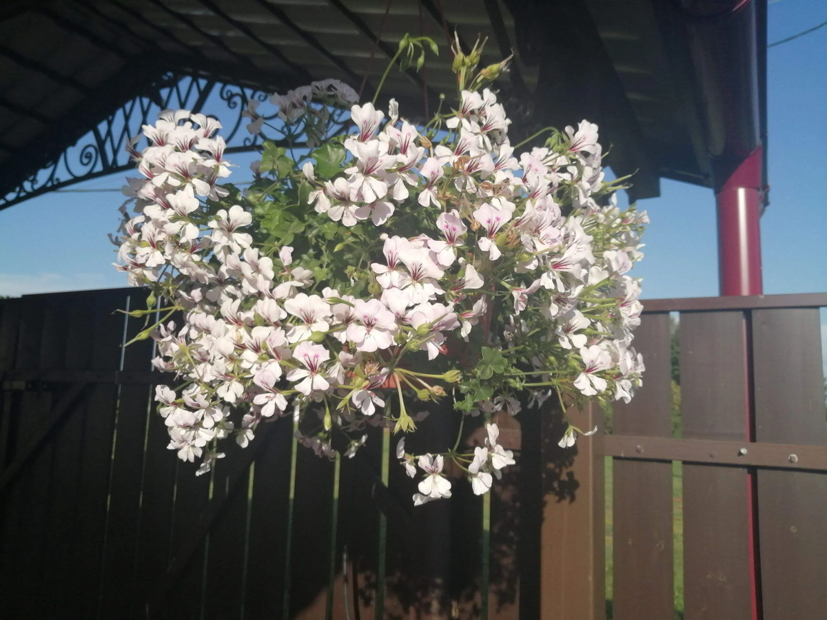 Моя чудесная пеларгония