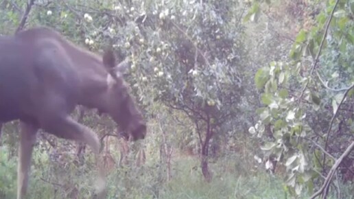 Видео фотоловушки лоси