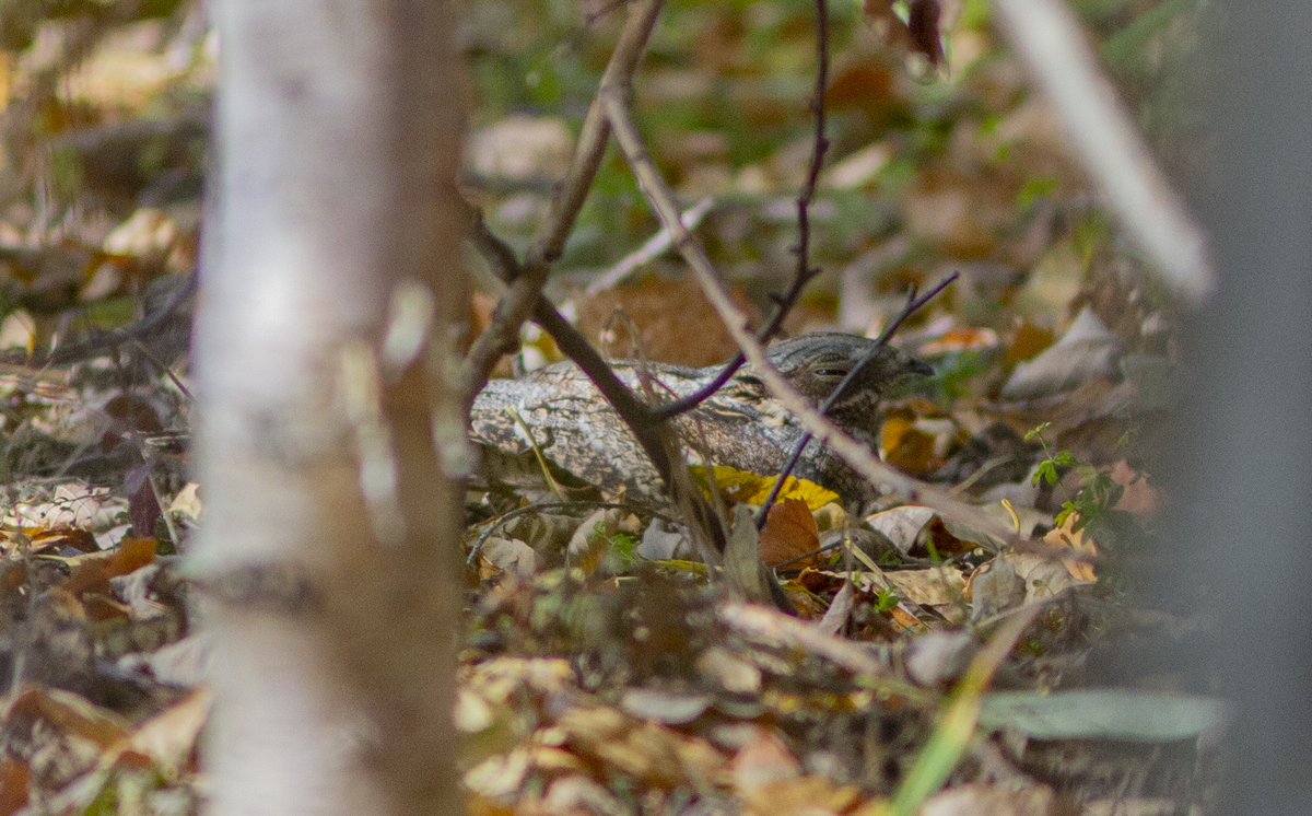 Самка козодоя (Caprimulgus europaeus) среди осенней травы и опавшей листвы.