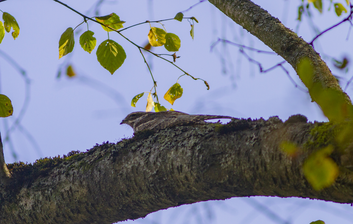 Козодой (Caprimulgus europaeus), затаившийся на ветке.