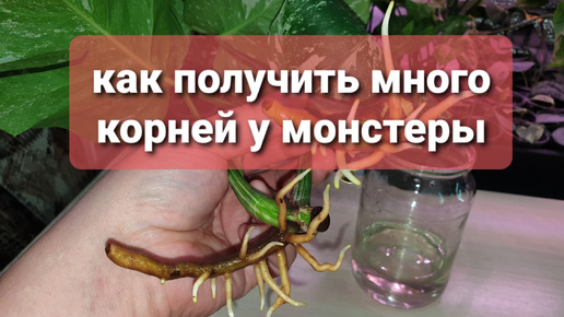 Как получить много корней у монстеры