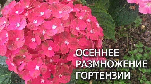 ОСЕННЕЕ ЧЕРЕНКОВАНИЕ ГОРТЕНЗИЙ