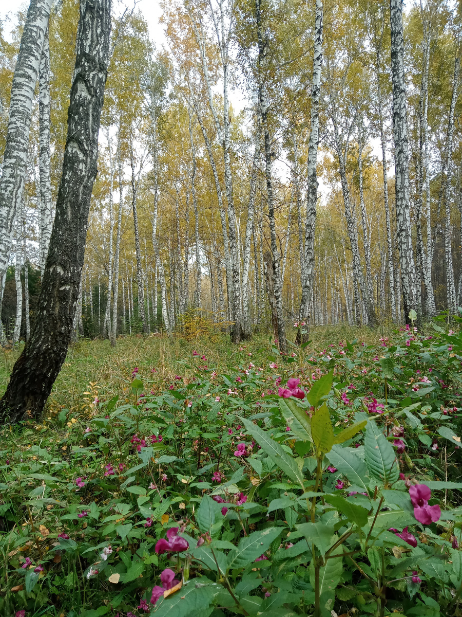 Наш осенний лес