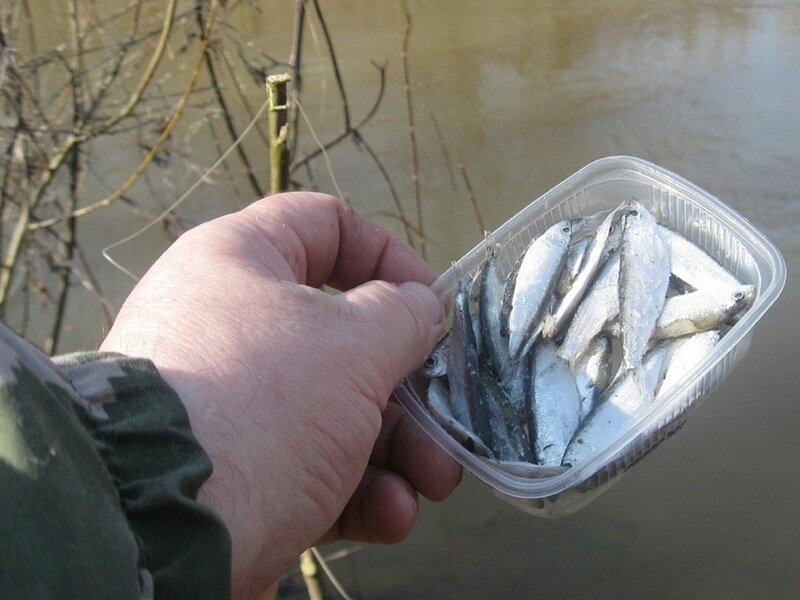 Фото с сайта: https://avatars.dzeninfra.ru