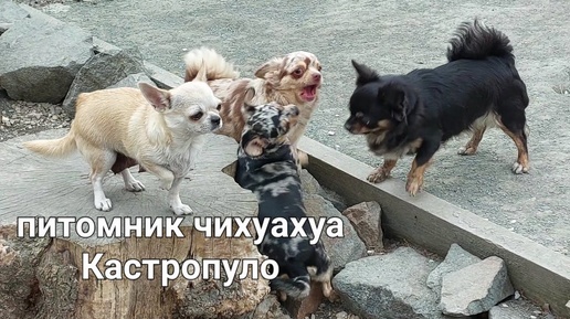 прогулка питомник чихуахуа Кастропуло Крым продажа щенков 💥 +79787458062 viber WhatsApp telegram