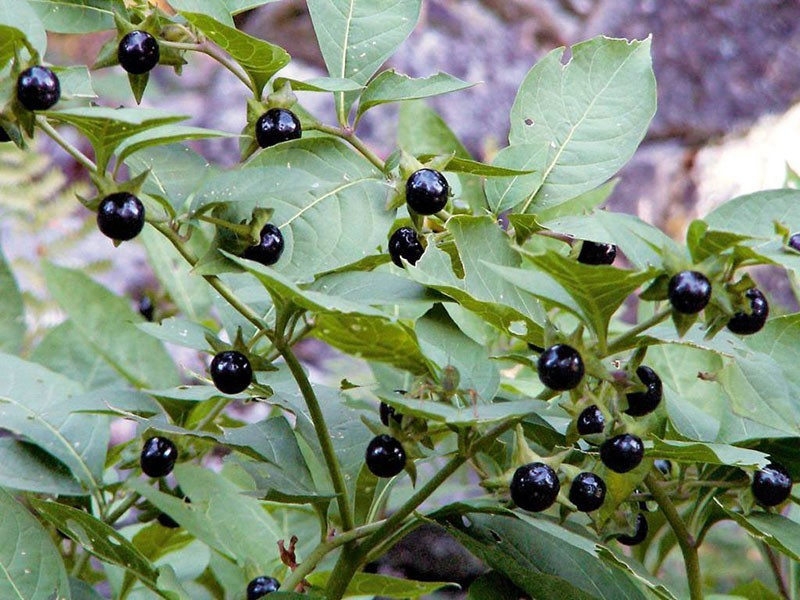 Белладонна лекарственная