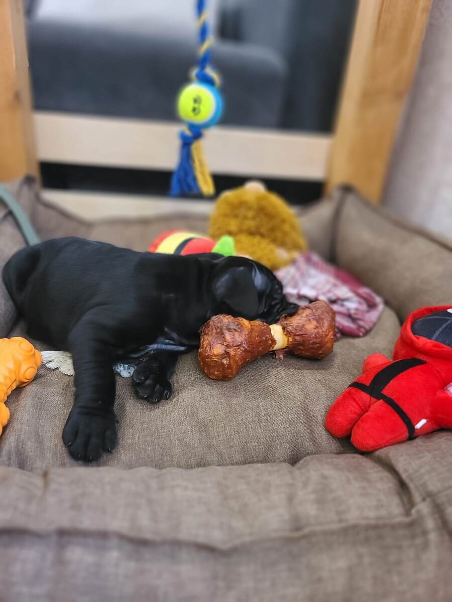    Здесь Космос уснул вместе с косточкой в рту . 