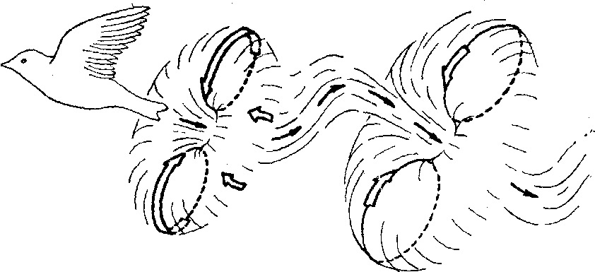 Токовые полёты птиц. Траектория перелета птиц. Крылья в движении. Управление полетом птицы. Полет птицы физическое явление.