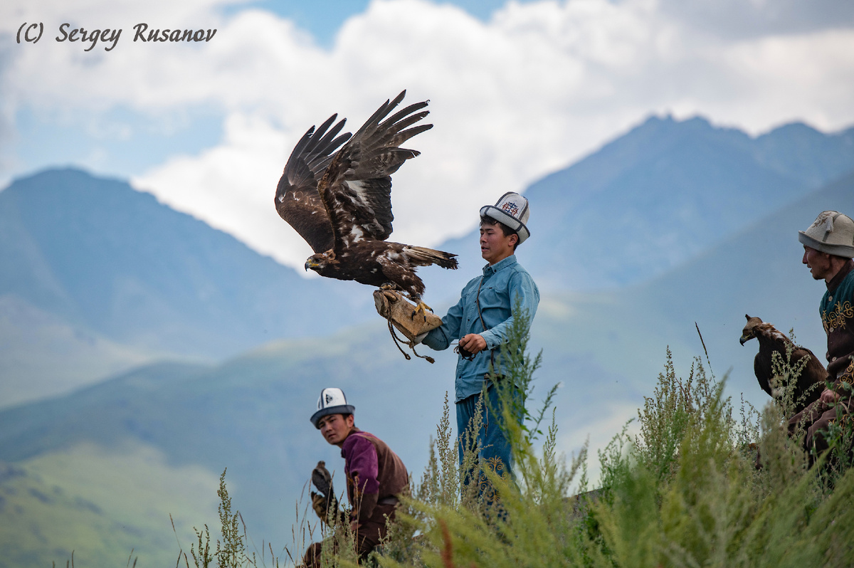 Birds of prey festival