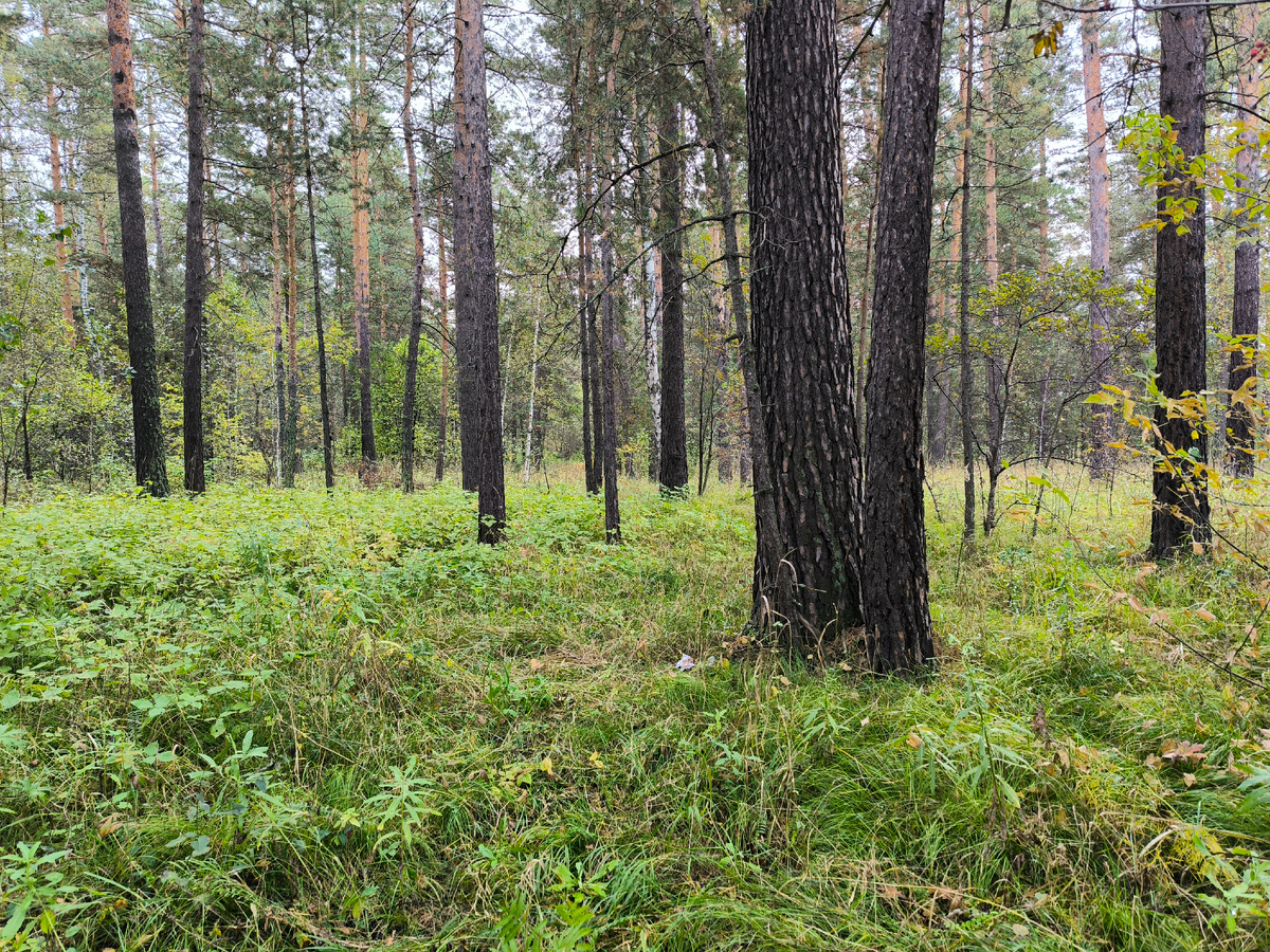 Приобский бор к северу от Барнаула