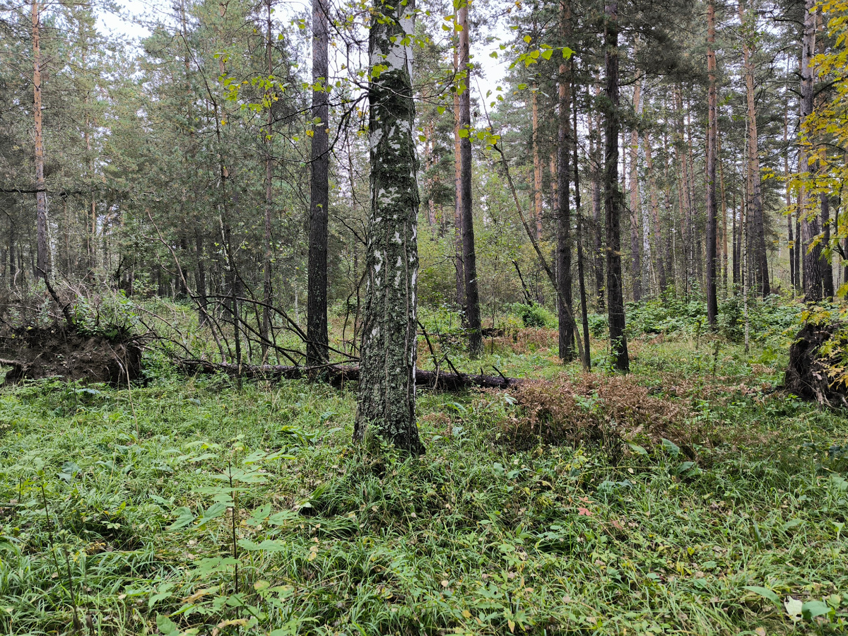 Изредка встречаются берёзы