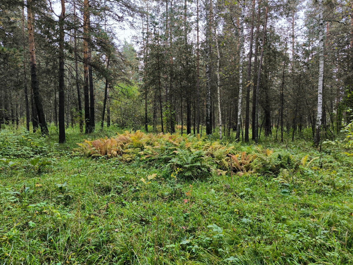 Трава довольно низкая, почвы мало, ниже - песок. Кое где - островки папоротников