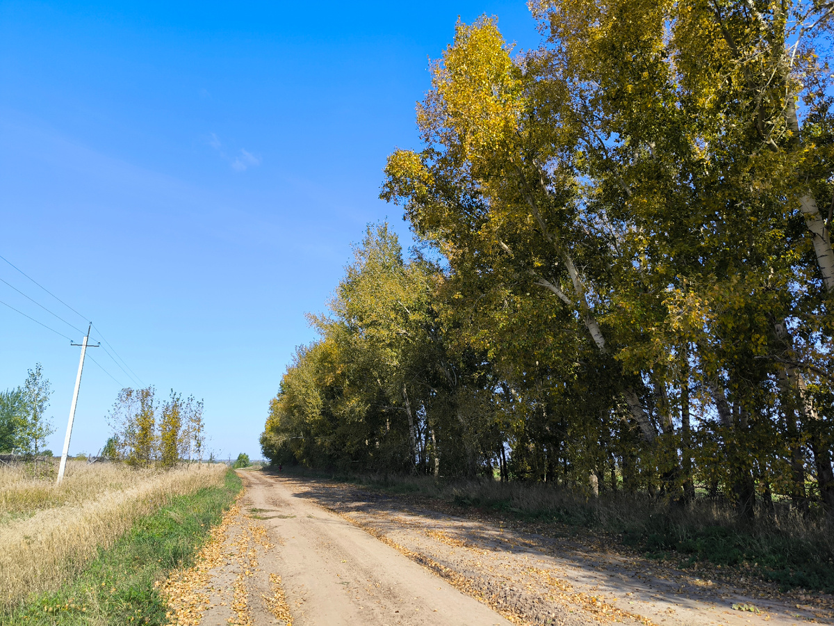 Тополя нынче не так красивы, как в прошлом году. Это ещё в ту дорогу, среди алтайских полей