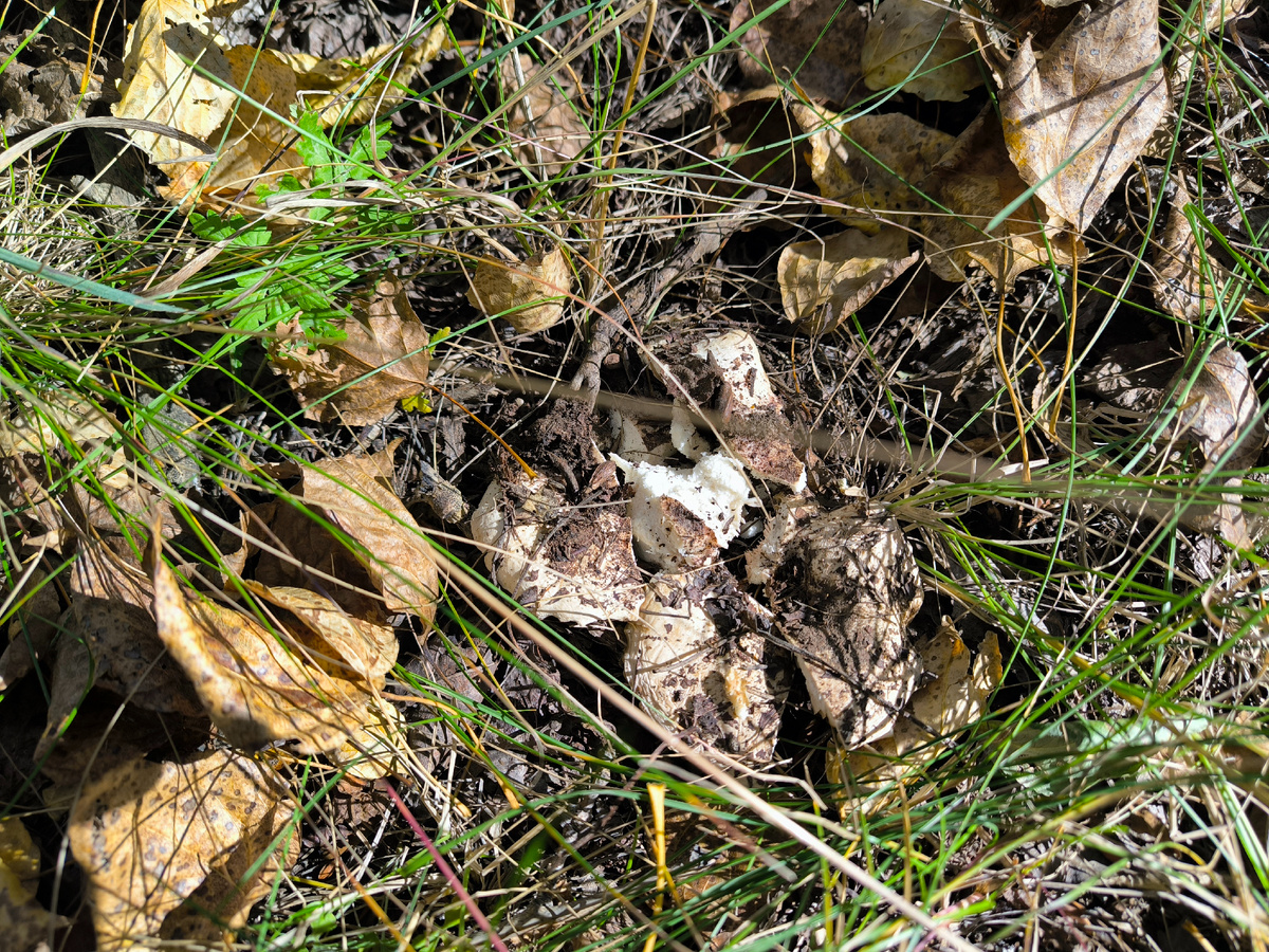 На осиновый груздь наступил...