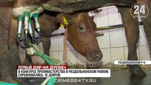 Первый дояр «на деревне»: в Раздольненском районе прошёл конкурс операторов машинного доения