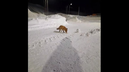 Лиса и кошка ни как не подружатся)))