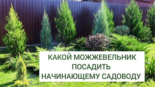 КАКОЙ МОЖЖЕВЕЛЬНИК ПОСАДИТЬ НАЧИНАЮЩЕМУ САДОВОДУ. 22.09.2024г. БЕЛАРУСЬ, ГОМЕЛЬСКАЯ ОБЛАСТЬ