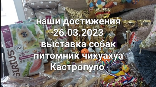 выставка собак 26.03.2023 г.Наши достижения питомник чихуахуа Кастропуло Крым