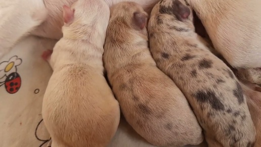 большое счастье ♥️ спасибо Богу и вселенной,за то что он нас так балует,в питомнике родились детки