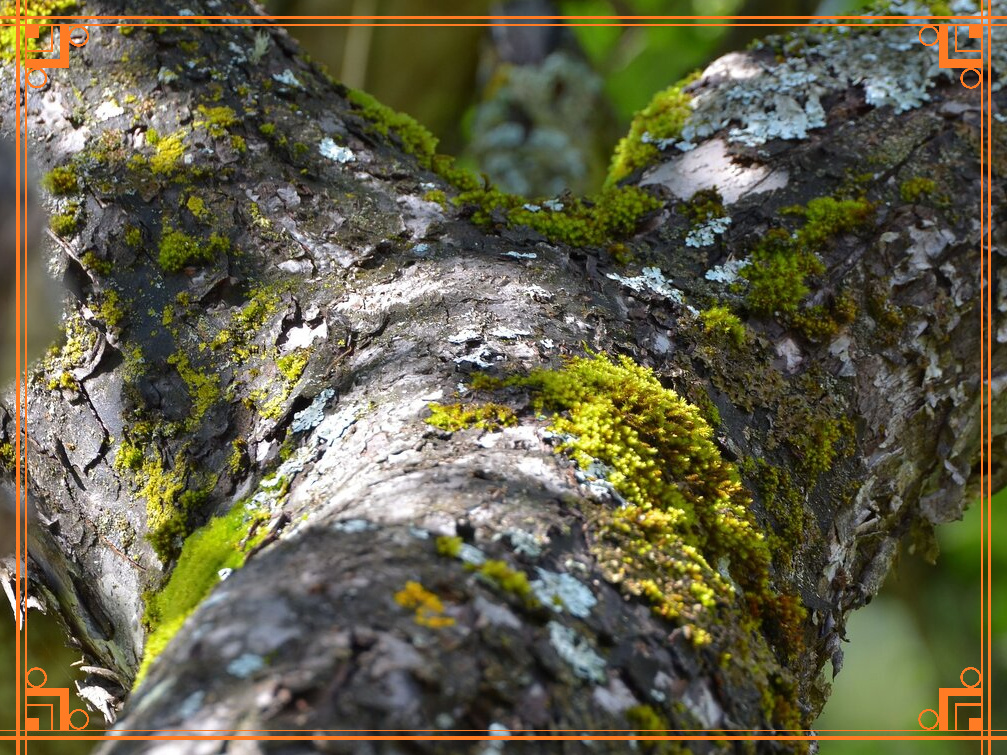 Фото из Интернета. Что делать, если появился мог на стволах деревьев