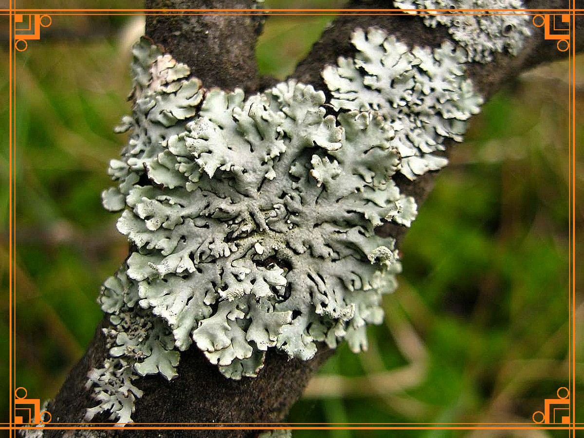 Фото из Интернета. почему повился мох и лишайник на яблоне