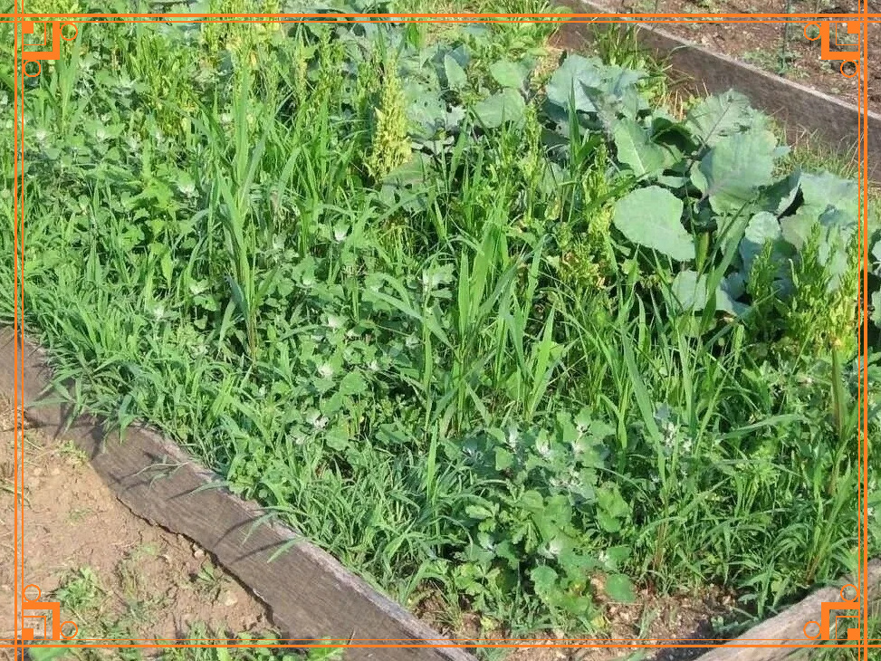 Фото из Интернета. Что такое сорная трава