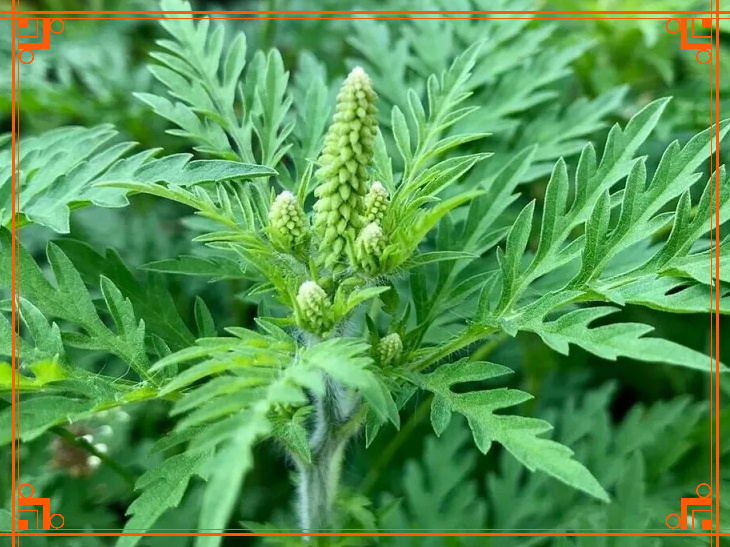 Фото из Интернета. Как выглядит амброзия полыннолистная