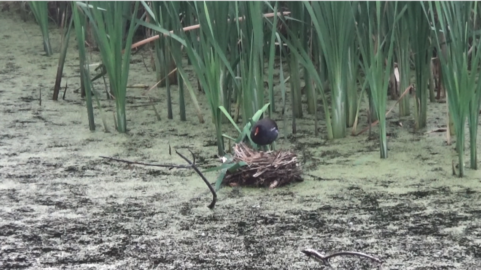 Камышница стоит на гнезде