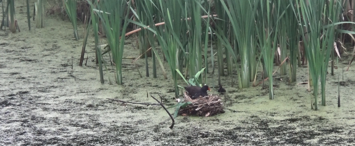 Один из птенцов подбирается к гнезду