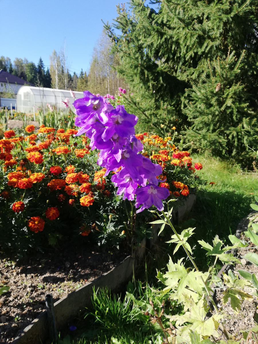 Дельфиниум решил зацвести