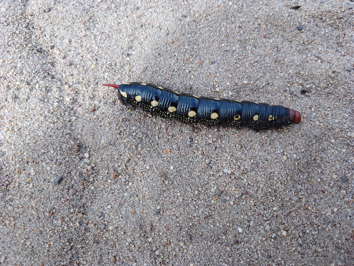 Яндекс определил, что это гусеница бражника. Назвал её ядовитой. Дескать, если такая гусеница с сеном попадётся домашнему скоту, то всё, летальный исход обеспечен.