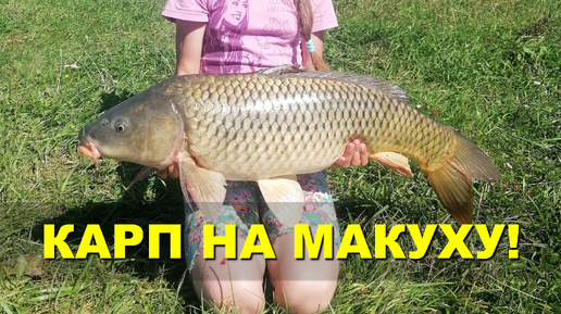 РЫБАЛКА на макуху! Ловля КАРПА осенью! #рыбалка #карп #макушатник