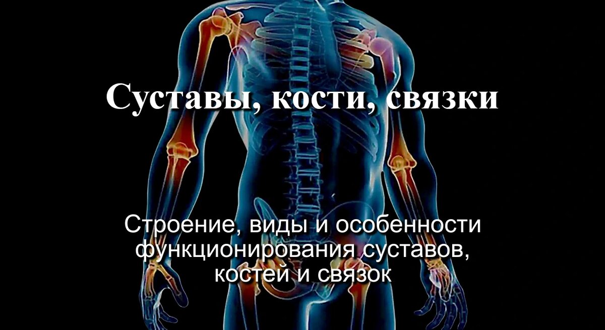 Суставы, кости, связки