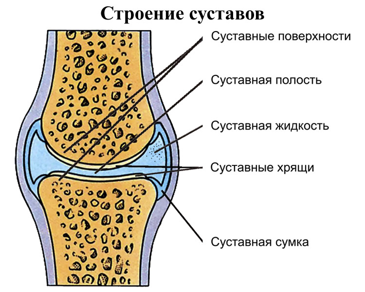 Строение суставов