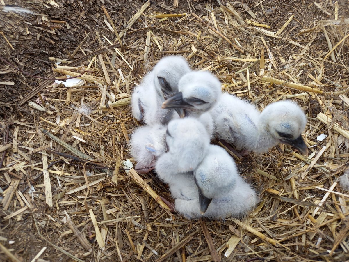 Червям и личинкам майского жука аистята всегда рады