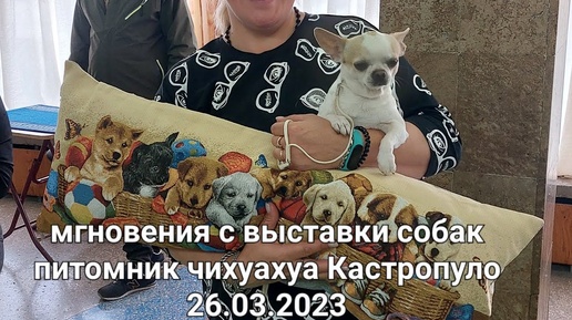 Выставка собак 26.03.2023 мгновения😘 питомник чихуахуа Кастропуло Крым