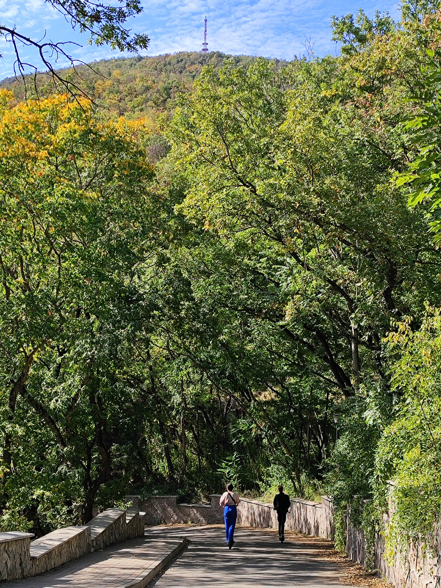 Лес начинает желтеть (сентябрь 2024 года)