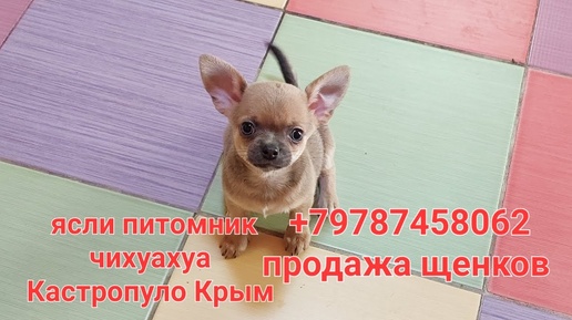 #влог ПРОДАЖА чихуахуа питомник Кастропуло Крым ☺️ купить красивого щенка+79787458062 viber WhatsApp