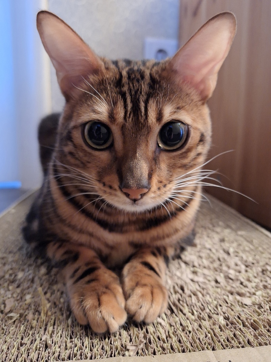 Рокси на когтеточке