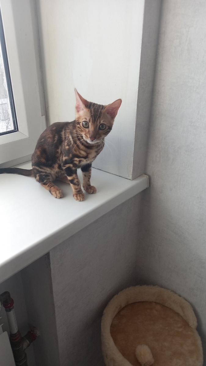 В кошачьем детстве