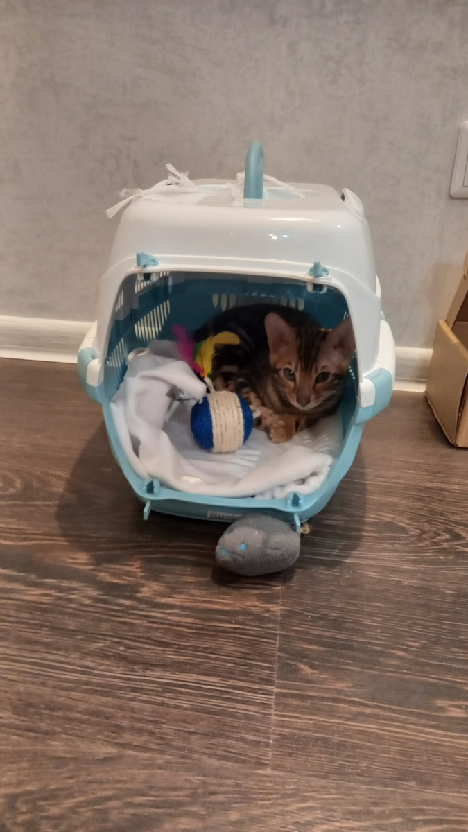 Переноска, в которой кошка приехала к нам домой