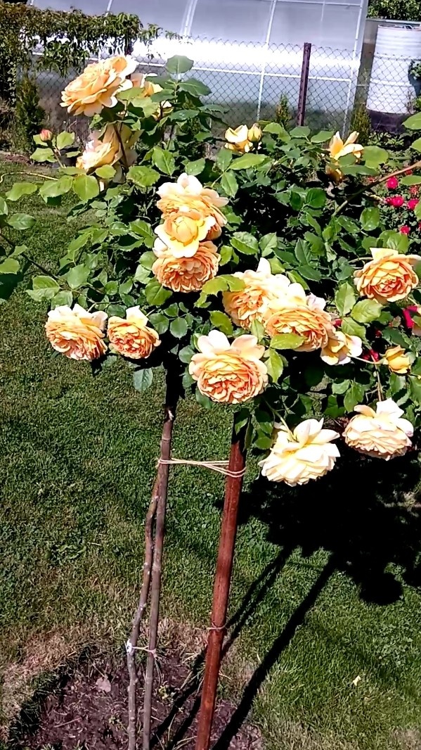 Голден Селебрейшен