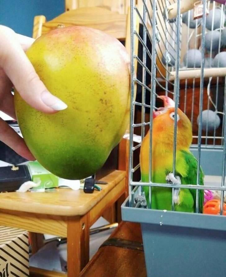 Одинаковые цвета у Манго и Попугая.. 🦜