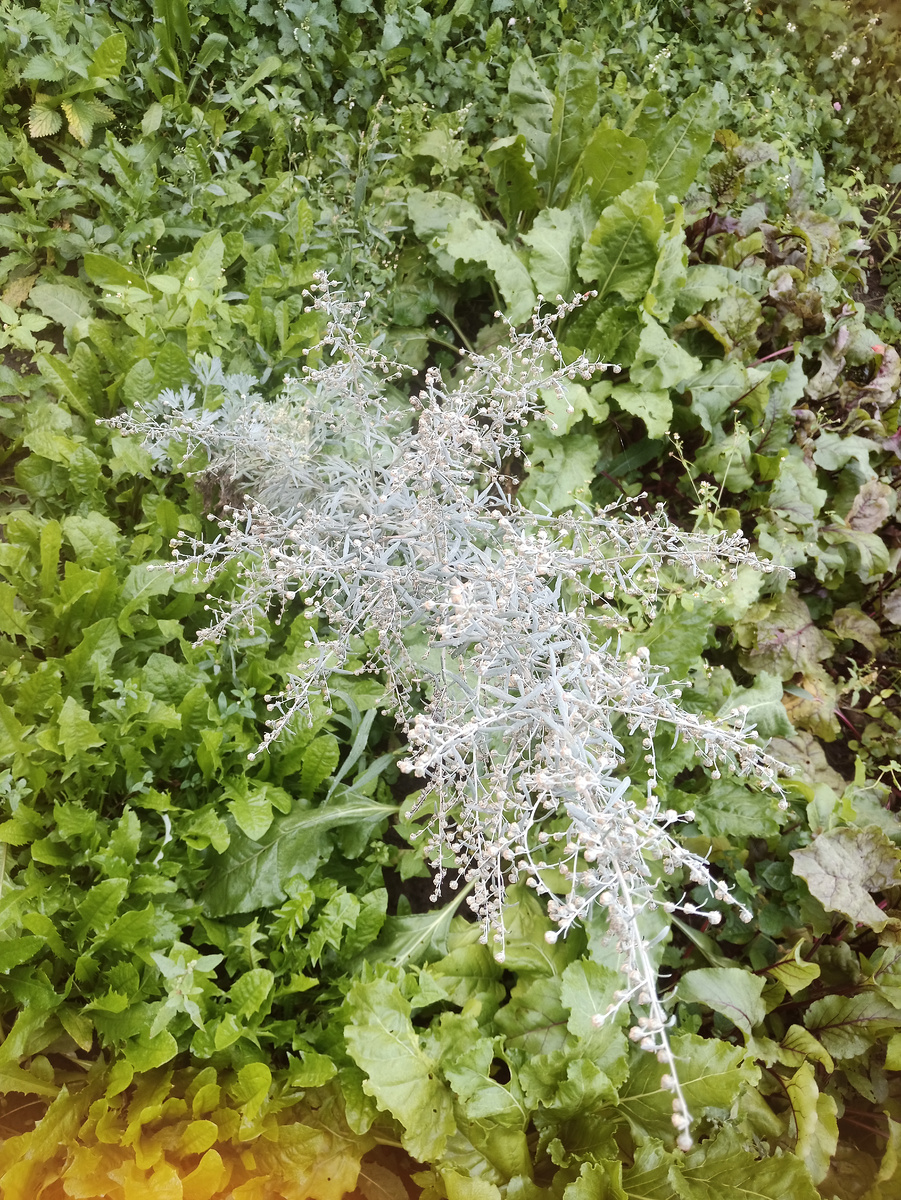 #полынь #грядки #огород #мистика #сущности