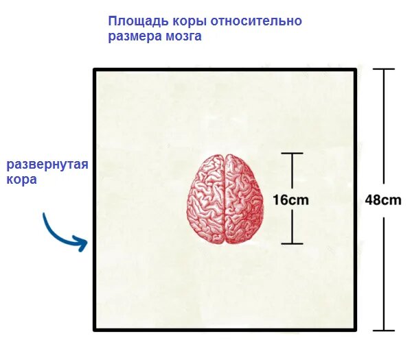 Тим Урбан. Neuralink и волшебное будущее мозга. 