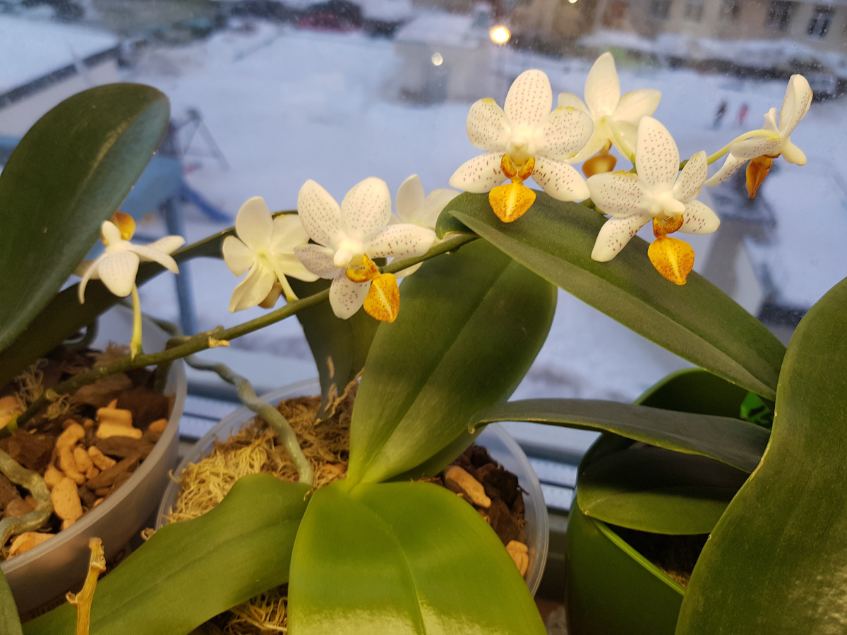 Фаленопсисы, с которыми случилась любовь