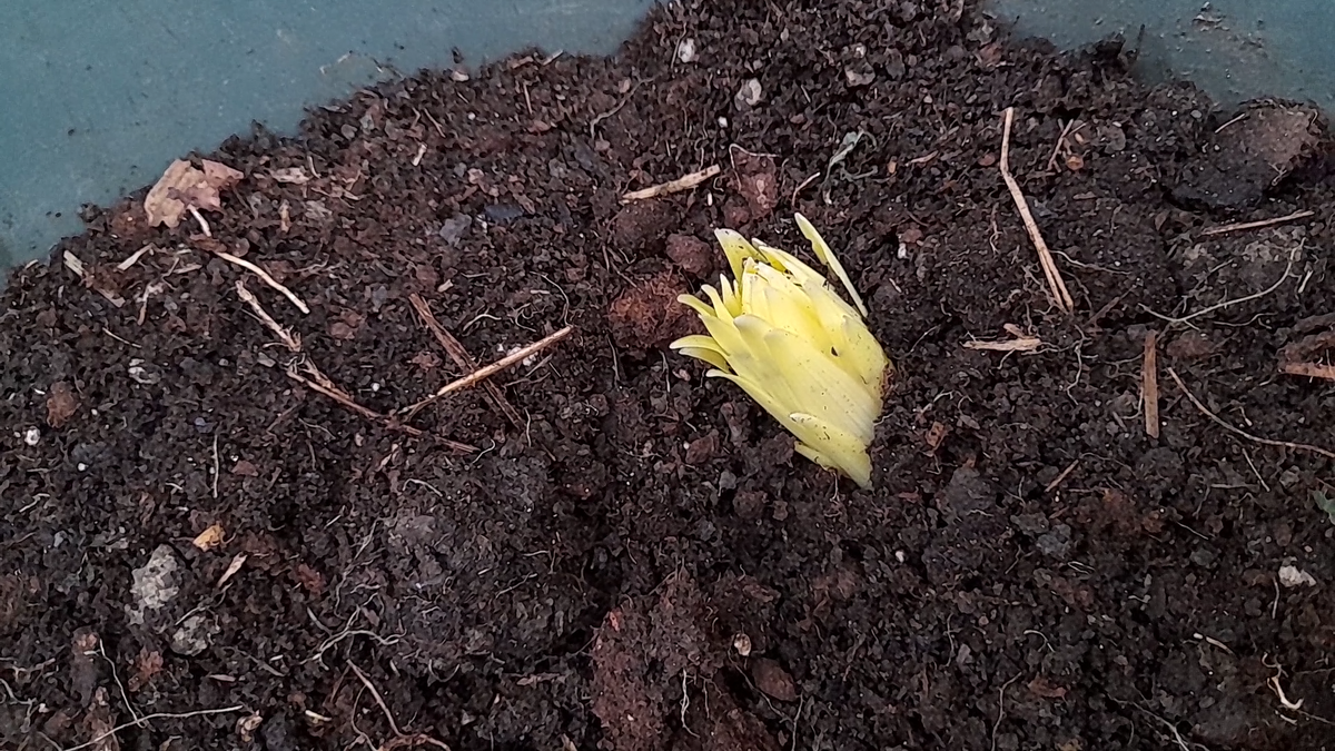 Для выращивания лилии в домашних условиях подойдет практически любой тип контейнера — от стандартных цветочных горшков до больших керамических вазонов или пластиковых ящиков.