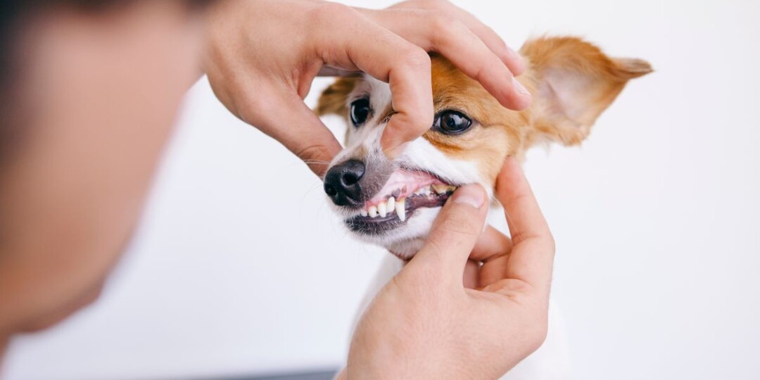 Освежи дыхание своего питомца: как избавиться от запаха изо рта у собаки