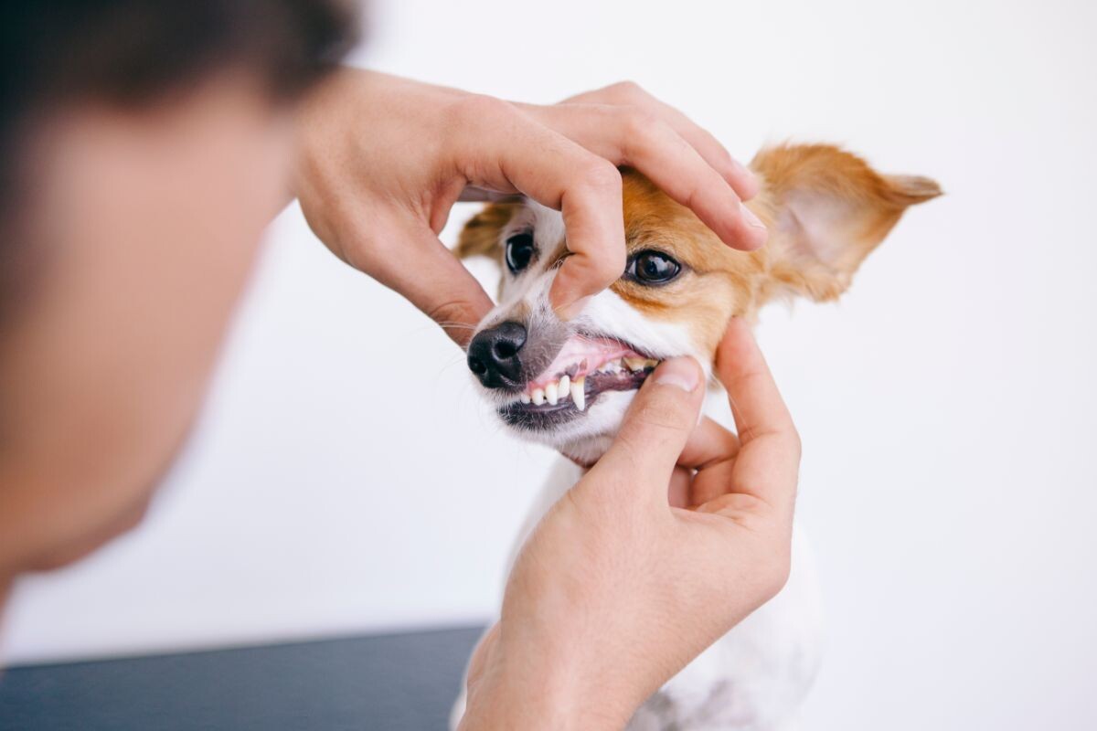 Неприятный запах изо рта у собаки