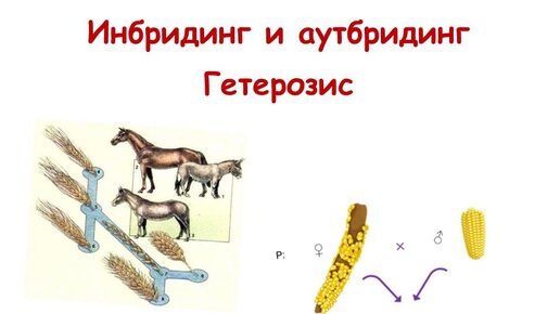 Инбридинг и аутбридинг. Гетерозис.